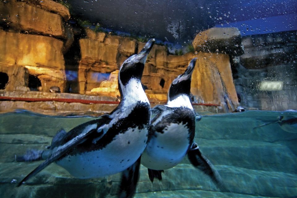 Dubai Aquarium and Underwater Zoo Tickets 2026