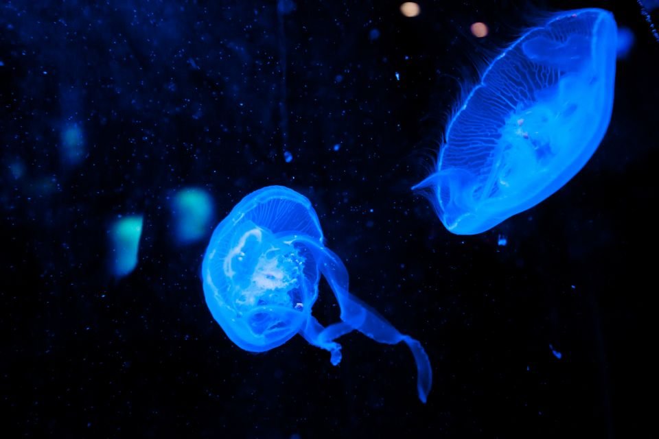 Dubai Aquarium and Underwater Zoo Tickets 2026
