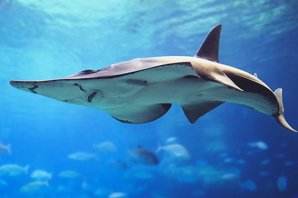 Dubai Aquarium and Underwater Zoo Tickets 2026