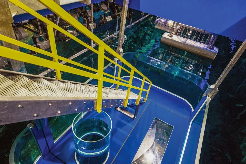 Dubai Aquarium and Underwater Zoo Tickets 2026
