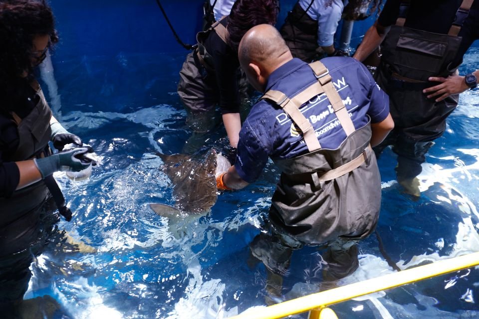 Dubai Aquarium and Underwater Zoo Tickets 2026