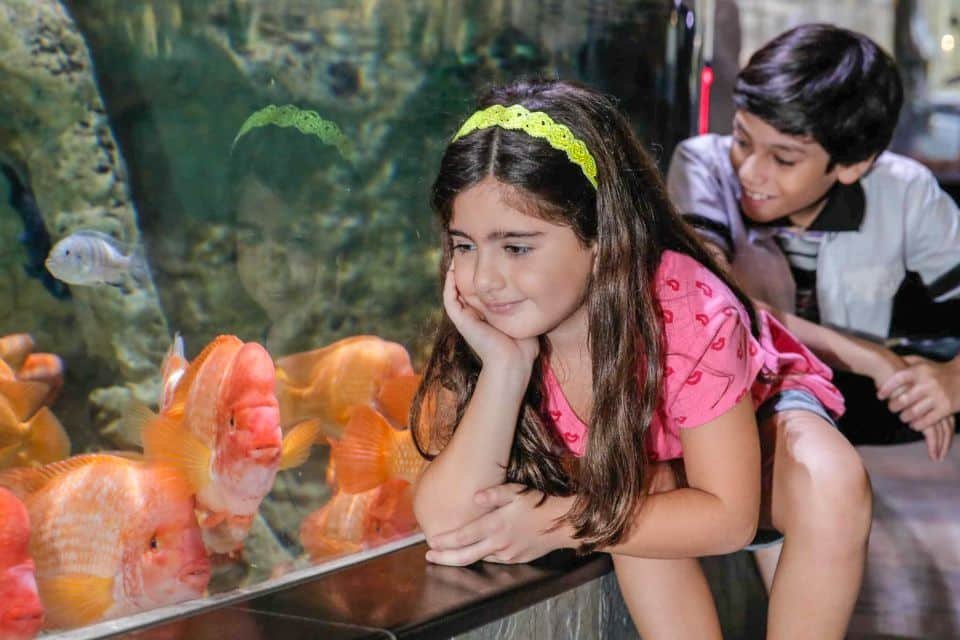 Dubai Aquarium and Underwater Zoo Tickets 2026