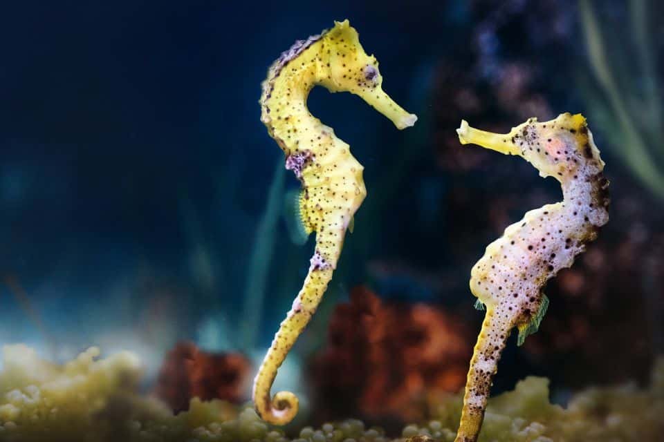 Dubai Aquarium and Underwater Zoo Tickets 2026