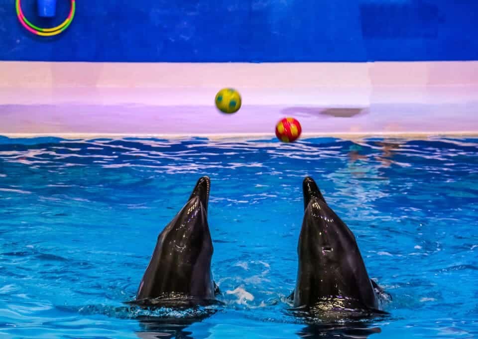 Dubai Dolphinarium Tickets 2026