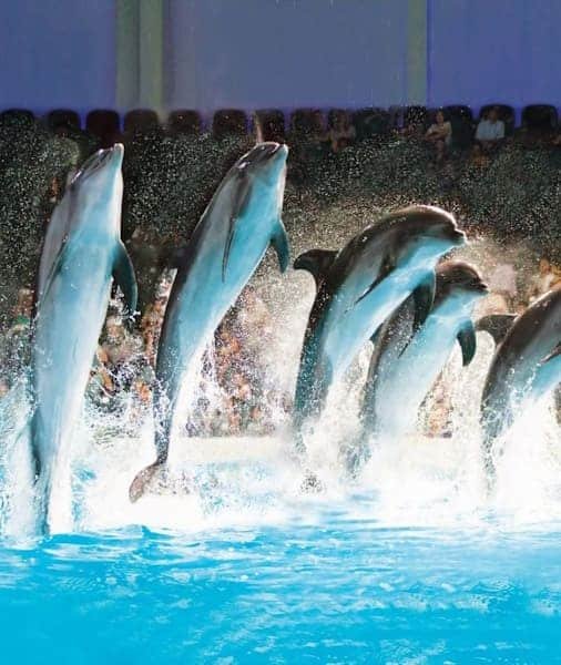 Dubai Dolphinarium Tickets 2026