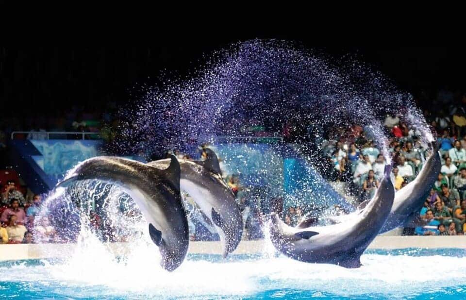 Dubai Dolphinarium Tickets 2026