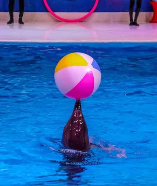 Dubai Dolphinarium Tickets 2026