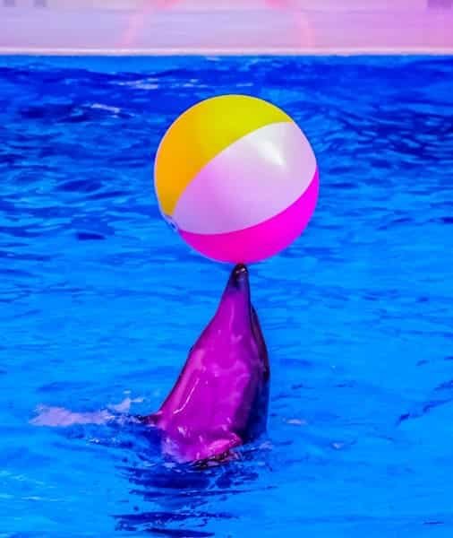 Dubai Dolphinarium Tickets 2026