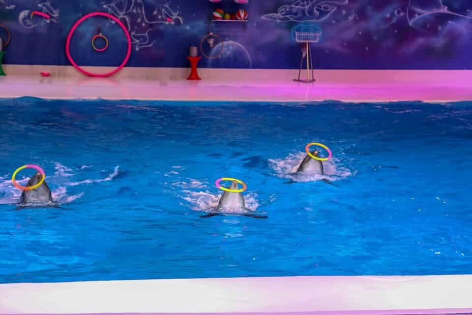 Dubai Dolphinarium Tickets 2026