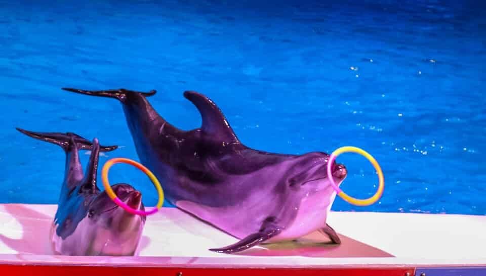 Dubai Dolphinarium Tickets 2026