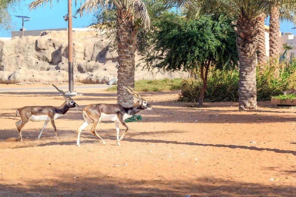The Best Dubai Safari Park Tickets 2026