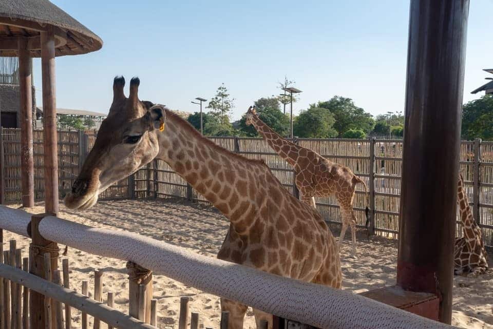 The Best Dubai Safari Park Tickets 2026