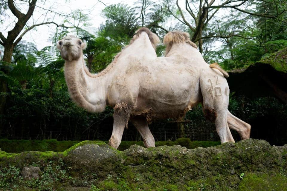 The Best Dubai Safari Park Tickets 2026