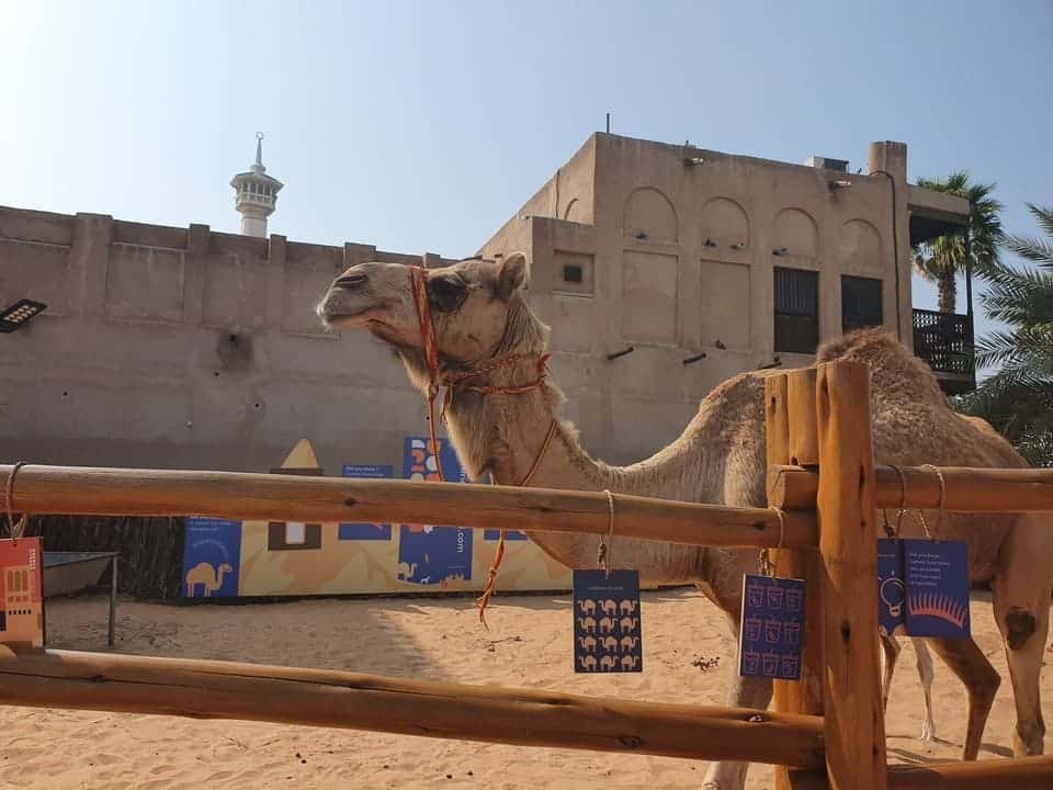 The Best Dubai Walking Tour 2026