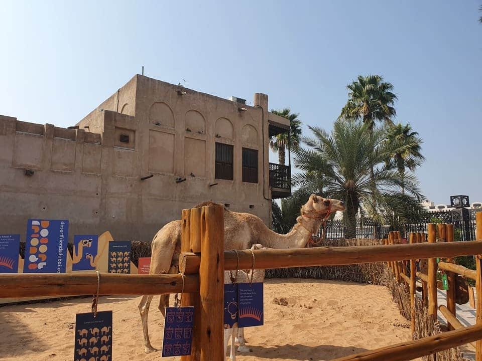 The Best Dubai Walking Tour 2026