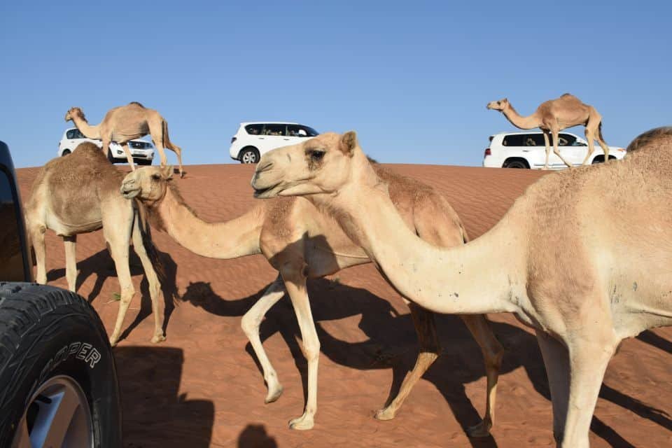 Ultimate Dune Bashing Dubai Experience 2026