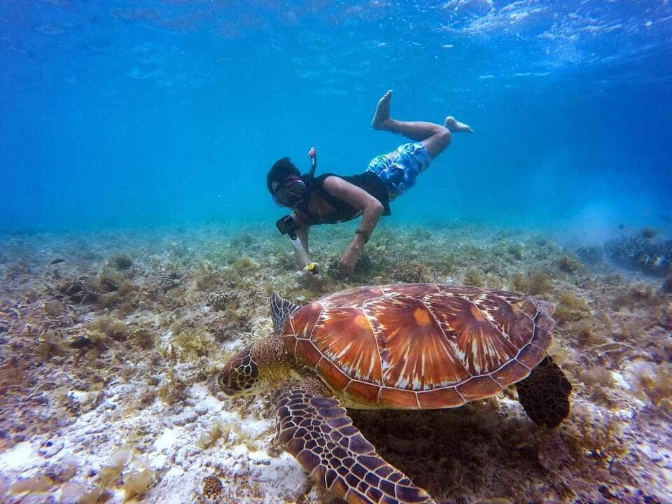 Ultimate Snorkeling in Dubai Experience 2026